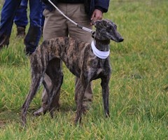 Un concurso nacional de galgos refuerza el contenido de la V Feria de Caza y Pesca de Benavente